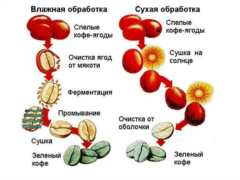 Анаэробный кофе. Схема обработки кофейных зерен. Сухой метод обработки кофе. Этапы сухой обработки кофейных ягод. Этапы обработки кофейного зерна.